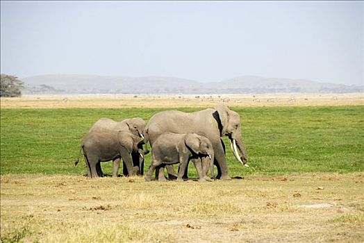大象,安伯塞利国家公园,肯尼亚