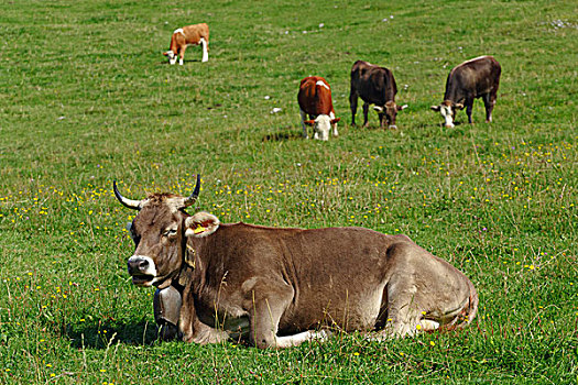 幼兽,牛,放牧,山,草地,奥伯斯多夫,巴伐利亚,德国,欧洲