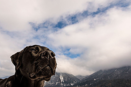 头部,黑色拉布拉多犬,侧面,背景,云,山