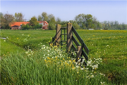 大门,农场,荷兰,乡野,风景