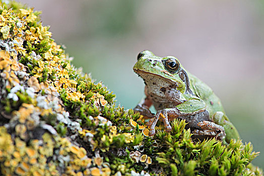树蛙,无斑雨蛙,苔藓,枝条,莱茵兰普法尔茨州,德国,欧洲