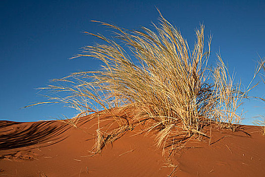 草,沙丘,塞斯瑞姆,露营,纳米布沙漠,纳米比沙漠,公园,纳米比亚,非洲