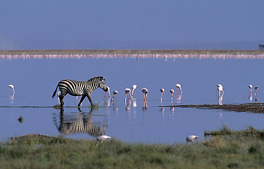 肯尼亚,安伯塞利国家公园,湖,斑马,火烈鸟