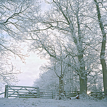 积雪,土地,树