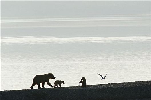 大灰熊,棕熊,母兽,卡特麦国家公园,阿拉斯加