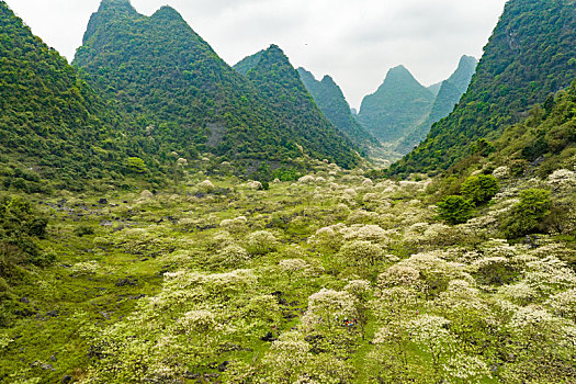 中国广西柳州鹿寨中渡山尖村四十八弄天然牧场桐油花开春色满园迎客来