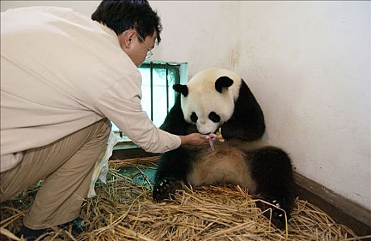 大熊猫,协助,幼兽,检查,健康,中国,研究中心,卧龙自然保护区