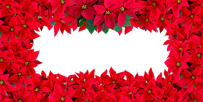 用圣诞红盆花设计成的图匡背景