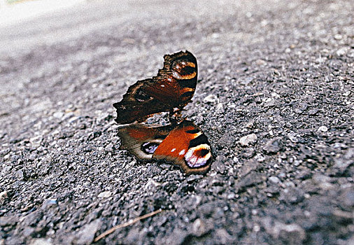 特写,死,蝴蝶,人行道