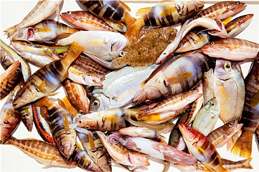 抓住,鱼肉,地中海,铜盆鱼,鱿鱼