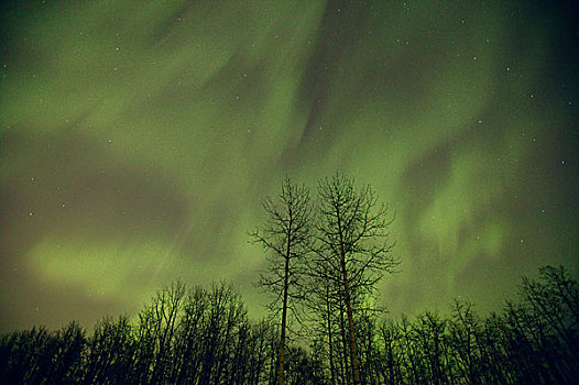 北极光,艾伯塔省,加拿大