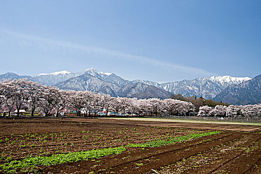 樱桃树,山梨县