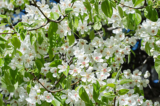 春天,花,梨树