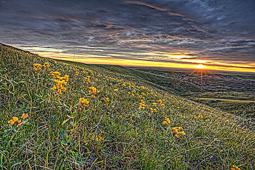 日出,花,桌面,山岗,草原国家公园,萨斯喀彻温