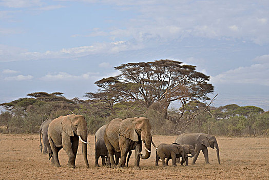 牧群,非洲,灌木,大象,非洲象,安伯塞利国家公园,裂谷省,肯尼亚