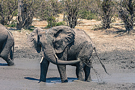 博茨瓦纳,乔贝国家公园,萨维提,大象,非洲象,投掷,泥,洞