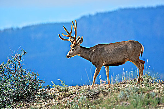 长耳鹿,公鹿,骡鹿,安静,遮盖,天鹅绒,鹿角,高,山,大幅,尺寸