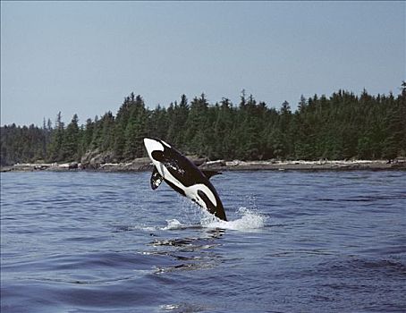 逆戟鲸,鲸跃,温哥华岛,加拿大