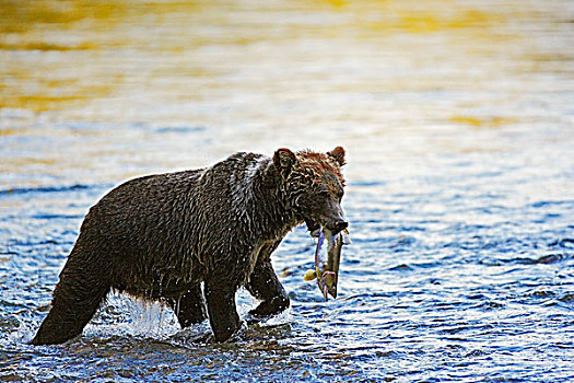 大灰熊,棕熊,大熊雨林,不列颠哥伦比亚省,三文鱼