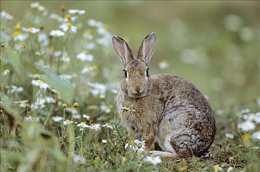 欧洲兔,兔豚鼠属,坐,花,草地,石荷州,德国,面对