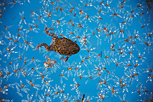 澳大利亚,北领地州,青蛙,飞,蚂蚁,翼,水池,雨,大幅,尺寸