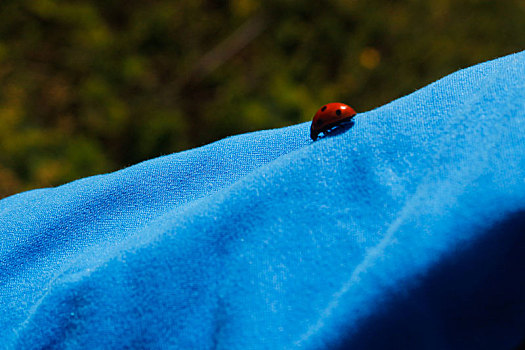 红色,瓢虫,蓝色背景,衬衫
