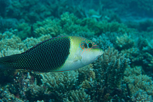 海洋生物