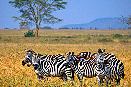 牧群,斑马,站立,土地,塞伦盖蒂国家公园,坦桑尼亚