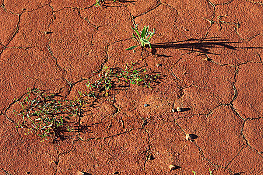 表面,土地,干燥,国家公园,新南威尔士,澳大利亚