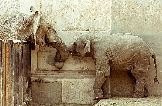 大象,幼兽,接触