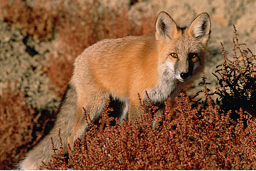 肖像,红狐,艾伯塔省,加拿大