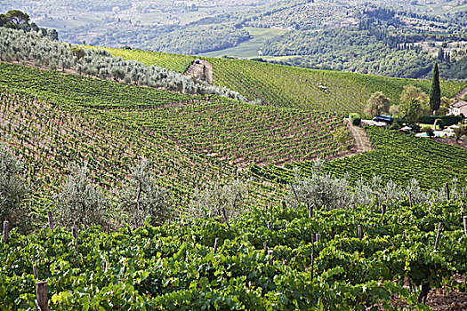葡萄酒,张嘴,葡萄园,群山,托斯卡纳,意大利