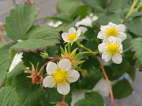 草莓,草莓花