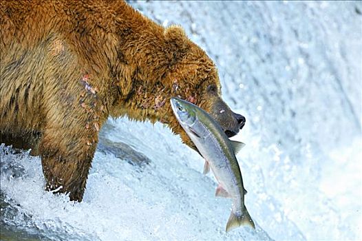 棕熊,熊,三文鱼,布鲁克斯河,溪流,瀑布,卡特麦国家公园,阿拉斯加,美国