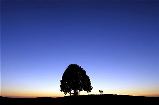 两个人,站立,右边,菩提树,树,蓝色,夜晚
