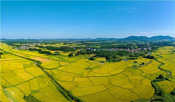 江西金溪,稻田金黄,丰景如画