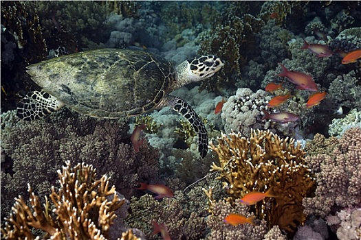 玳瑁,珊瑚,海洋