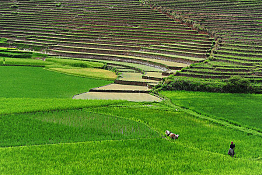 madagascar,ambalavao,spectacular,green,ricefield,in,rainy,season