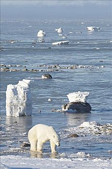 北极熊,走,岸边,丘吉尔市,曼尼托巴,加拿大