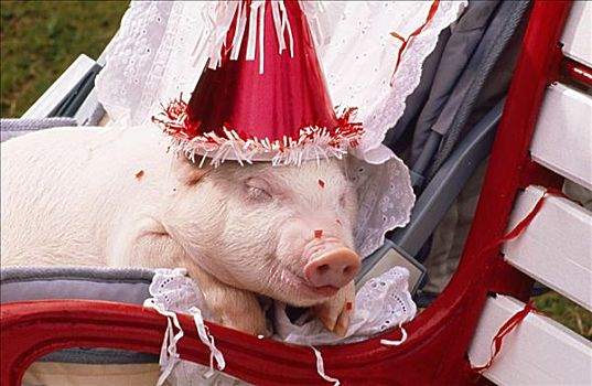 特写,小猪,穿,生日帽