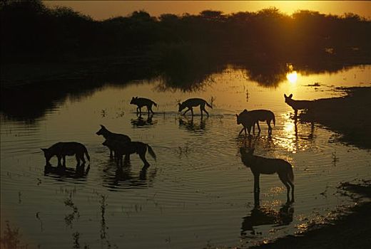 非洲野狗,非洲野犬属,群,河,黄昏,冬天,莫瑞米,野生动植物保护区,博茨瓦纳