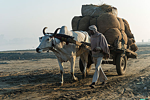 男人,阉牛,手推车,地点,早晨,北方邦,印度,亚洲