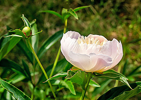 花,白色,牡丹,绿叶