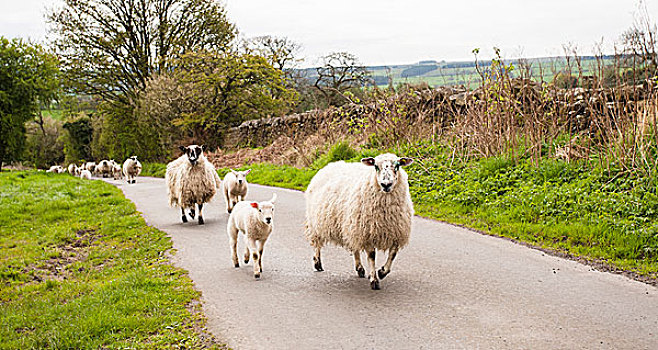 绵羊,成群,羊羔,走,向上,乡村道路,桥,诺森伯兰郡,英格兰,英国,欧洲