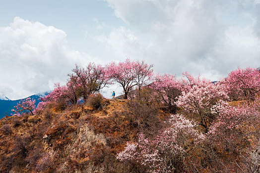 林芝,景色