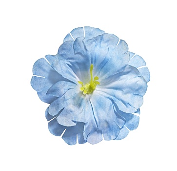 蓝色,假花,隔绝,白色背景