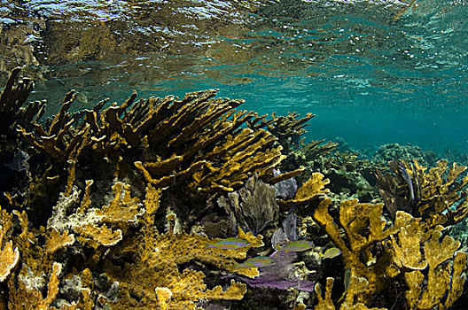 珊瑚,桌面珊瑚,法国,咕噜声,海洋,靠近,伯利兹