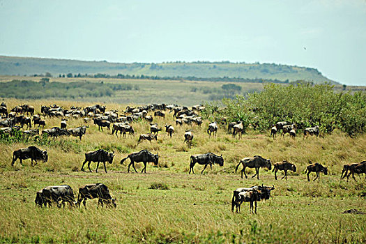 肯尼亚,马赛马拉国家保护区,角马,放牧