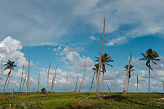飓风,院长,损坏,展示,毁坏,棕榈树,墨西哥