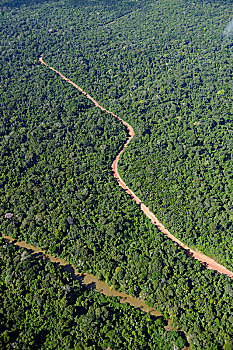 道路,亚马逊雨林,违法,伐木,路线,地区,巴西,南美